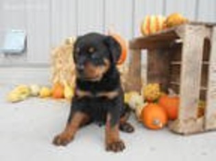 Rottweiler Puppy for sale in Shreve, OH, USA