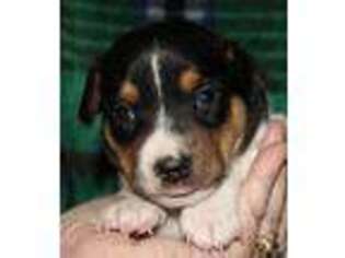 Rat Terrier Puppy for sale in Mariposa, CA, USA