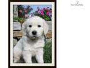 Golden Retriever Puppy for sale in Missoula, MT, USA