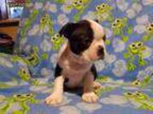 Boston Terrier Puppy for sale in Columbus, OH, USA