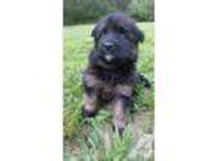 German Shepherd Dog Puppy for sale in CARLTON, GA, USA