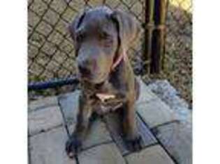 Great Dane Puppy for sale in Buford, GA, USA