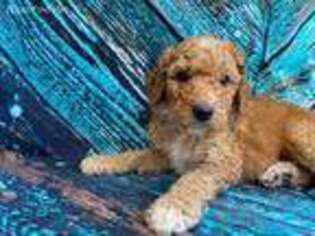 Irish Setter Puppy for sale in Johnstown, OH, USA