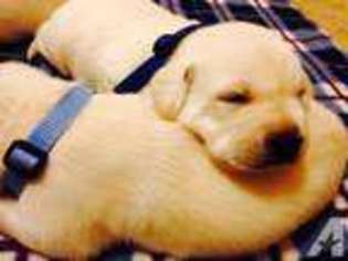 Labrador Retriever Puppy for sale in Discovery Bay, CA, USA