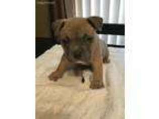 Mutt Puppy for sale in Lancaster, TX, USA