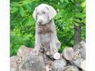 Labrador Retriever Puppy for sale in Greenwich, OH, USA