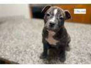 American Bulldog Puppy for sale in Baltimore, MD, USA