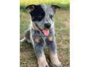 Australian Cattle Dog Puppy for sale in Mount Pleasant, NC, USA