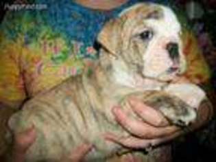 Bulldog Puppy for sale in Poplarville, MS, USA