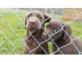 Labrador Retriever Puppy for sale in Kings Mountain, NC, USA