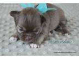 Chihuahua Puppy for sale in Killeen, TX, USA