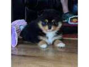 Pomeranian Puppy for sale in Winchester, KY, USA