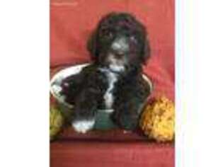 Goldendoodle Puppy for sale in Madison, IN, USA