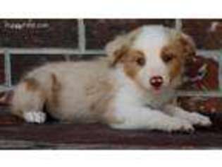 Miniature Australian Shepherd Puppy for sale in Spring, TX, USA