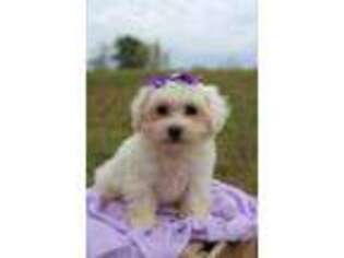 Maltese Puppy for sale in Baltic, OH, USA