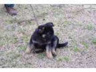 German Shepherd Dog Puppy for sale in Oklahoma City, OK, USA