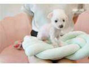 Chinese Crested Puppy for sale in Atlanta, GA, USA