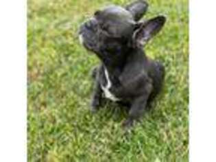 French Bulldog Puppy for sale in Magnolia, DE, USA