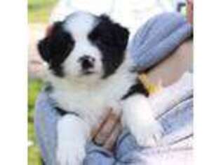 Border Collie Puppy for sale in Bryantown, MD, USA