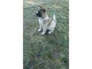 Akita Puppy for sale in Vancouver, WA, USA
