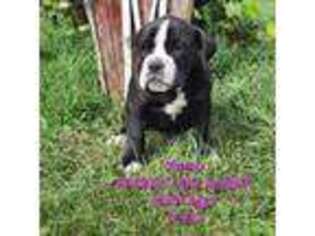 Olde English Bulldogge Puppy for sale in Shipshewana, IN, USA