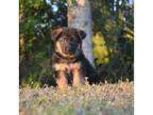 German Shepherd Dog Puppy for sale in Clewiston, FL, USA