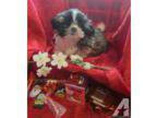 Mutt Puppy for sale in BETHPAGE, TN, USA