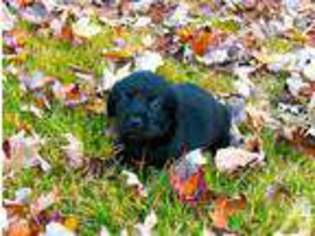 Labrador Retriever Puppy for sale in CAMPOBELLO, SC, USA