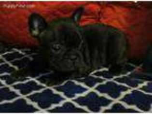 French Bulldog Puppy for sale in Elgin, TX, USA