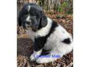 Medium Photo #1 Newfoundland Puppy For Sale in Hastings, NE, USA