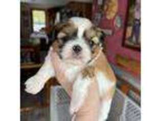 Mutt Puppy for sale in Syracuse, NY, USA