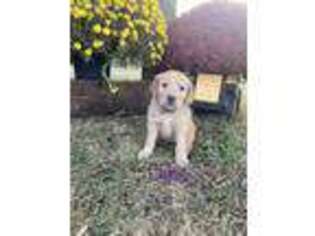 Golden Retriever Puppy for sale in Fredonia, KS, USA