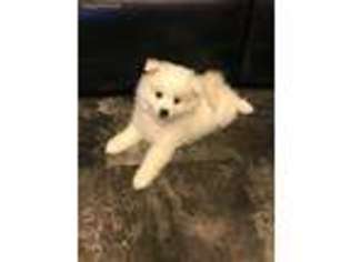 American Eskimo Dog Puppy for sale in Saint Charles, MO, USA