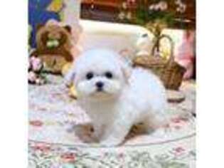 Bichon Frise Puppy for sale in Los Angeles, CA, USA