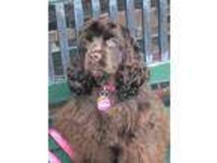Cocker Spaniel Puppy for sale in Holyoke, MA, USA
