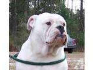 Olde English Bulldogge Puppy for sale in BRUNSWICK, GA, USA