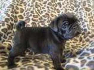 Pug Puppy for sale in Palestine, TX, USA