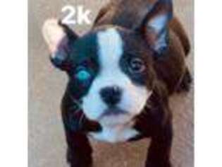 Buggs Puppy for sale in Saint Charles, MO, USA