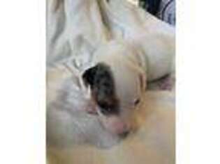 Jack Russell Terrier Puppy for sale in Fairburn, GA, USA