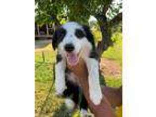 Border Collie Puppy for sale in Grants Pass, OR, USA