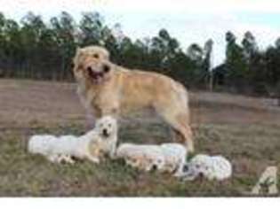 Golden Retriever Puppy for sale in NICHOLLS, GA, USA