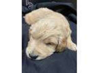 Golden Retriever Puppy for sale in Appling, GA, USA