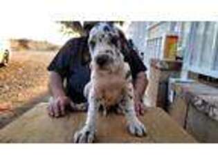 Great Dane Puppy for sale in Phelan, CA, USA