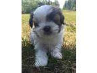Mal-Shi Puppy for sale in Crystal Falls, MI, USA