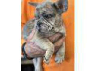 French Bulldog Puppy for sale in Rutland, IL, USA