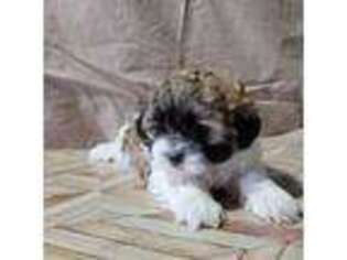 Mutt Puppy for sale in Atwood, IL, USA