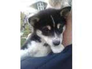 Shiba Inu Puppy for sale in Fox River Grove, IL, USA