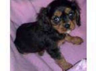 Cavalier King Charles Spaniel Puppy for sale in CORNISH FLAT, NH, USA