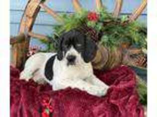 Great Dane Puppy for sale in Bluffton, IN, USA