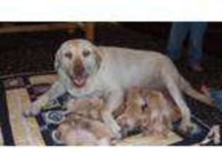 Labrador Retriever Puppy for sale in CARSON CITY, MI, USA